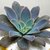 ECHEVERIA RIPLING WATERS POTE 11 - comprar online