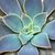 ECHEVERIA RIPLING WATERS POTE 11 na internet