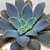 ECHEVERIA RIPLING WATERS POTE 11 - Suculentas Raras