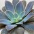ECHEVERIA RIPLING WATERS POTE 11