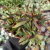 CRASSULA RED PAGODA POTE 11 CHEIO - Suculentas Raras