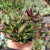 CRASSULA RED PAGODA POTE 11 CHEIO na internet