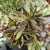 CRASSULA RED PAGODA POTE 11 CHEIO - comprar online