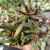 CRASSULA RED PAGODA POTE 11 CHEIO