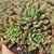 SINOCRASSULA DESINROSULATA PT 9