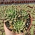 SINOCRASSULA DESINROSULATA PT 9 - comprar online