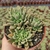 SINOCRASSULA DESINROSULATA PT 9 na internet