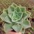 ECHEVERIA CUBANITA PT 11 - comprar online