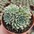 ECHEVERIA CHRISSY'N RYAN POTE 9 LINDAAA!!! - Suculentas Raras