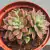 SINOCRASSULA INDICA POTE 9 - comprar online
