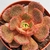 ECHEVERIA JET STAR POTE 9 - Suculentas Raras