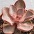 ECHEVERIA PURPLE PEARL na internet