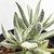 CRASSULA TENELLI POTE 11 - comprar online