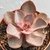 ECHEVERIA PURPLE PEARL - comprar online