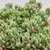 SEDUM BLUE CARPET POTE 11 - Suculentas Raras