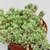 SEDUM BLUE CARPET POTE 11 na internet