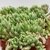 SEDUM BLUE CARPET POTE 11