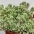 SEDUM BLUE CARPET POTE 11 - comprar online