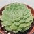 ECHEVERIA VEROSSA POTE 11 (FICTÍCIO) na internet