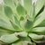 ECHEVERIA CUSPIDATA POTE 11 - comprar online