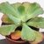 ECHEVERIA DOROTHY POTE 11