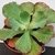 ECHEVERIA DOROTHY POTE 11 - comprar online