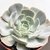 ECHEVERIA RUNYONI SAN CARLOS POTE 9 - comprar online