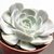 ECHEVERIA RUNYONI SAN CARLOS POTE 9 na internet