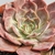 ECHEVERIA LINDA JEAN POTE 11 - Suculentas Raras