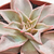 ECHEVERIA MADIBA POTE 9/11 - comprar online