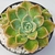 ECHEVERIA ALBICANS POTE 11 na internet