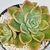 ECHEVERIA ALBICANS POTE 11 - comprar online