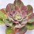 ECHEVERIA GOIABINHA PT 9 - Suculentas Raras