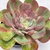 ECHEVERIA GOIABINHA PT 9