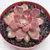 ECHEVERIA MINA RUBRA POTE 9 - loja online