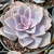PERLE VON NUNBERG POTE 11