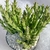 HUERNIA KENIENSIS POTE 11 - loja online