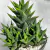 HAWORTHIA LIMIFOLIA. FASCIATA PT 09 - Suculentas Raras