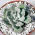 ECHEVERIA FROSTY POTE 8 (SEM RAIZ) - comprar online