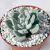 ECHEVERIA FROSTY POTE 8 (SEM RAIZ) - Suculentas Raras