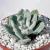 ECHEVERIA FROSTY POTE 8 (SEM RAIZ)