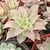 ECHEVERIA MADIBA POTE 9/11 - loja online