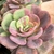 ECHEVERIA GOIABINHA POTE 9 - comprar online