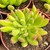 ECHEVERIA FRIDA KAHLO POTE 9 - Suculentas Raras