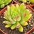 ECHEVERIA FRIDA KAHLO POTE 9