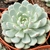 ECHEVERIA BAENA POTE 11 - comprar online