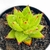 AGAVOIDES LIPSTICK POTE 8