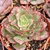 ECHEVERIA YABG JIN POTE 9 - Suculentas Raras