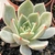 ECHEVERIA SERENGETI POTE 11 - Suculentas Raras