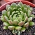 ECHEVERIA SCORPION POTE 9
